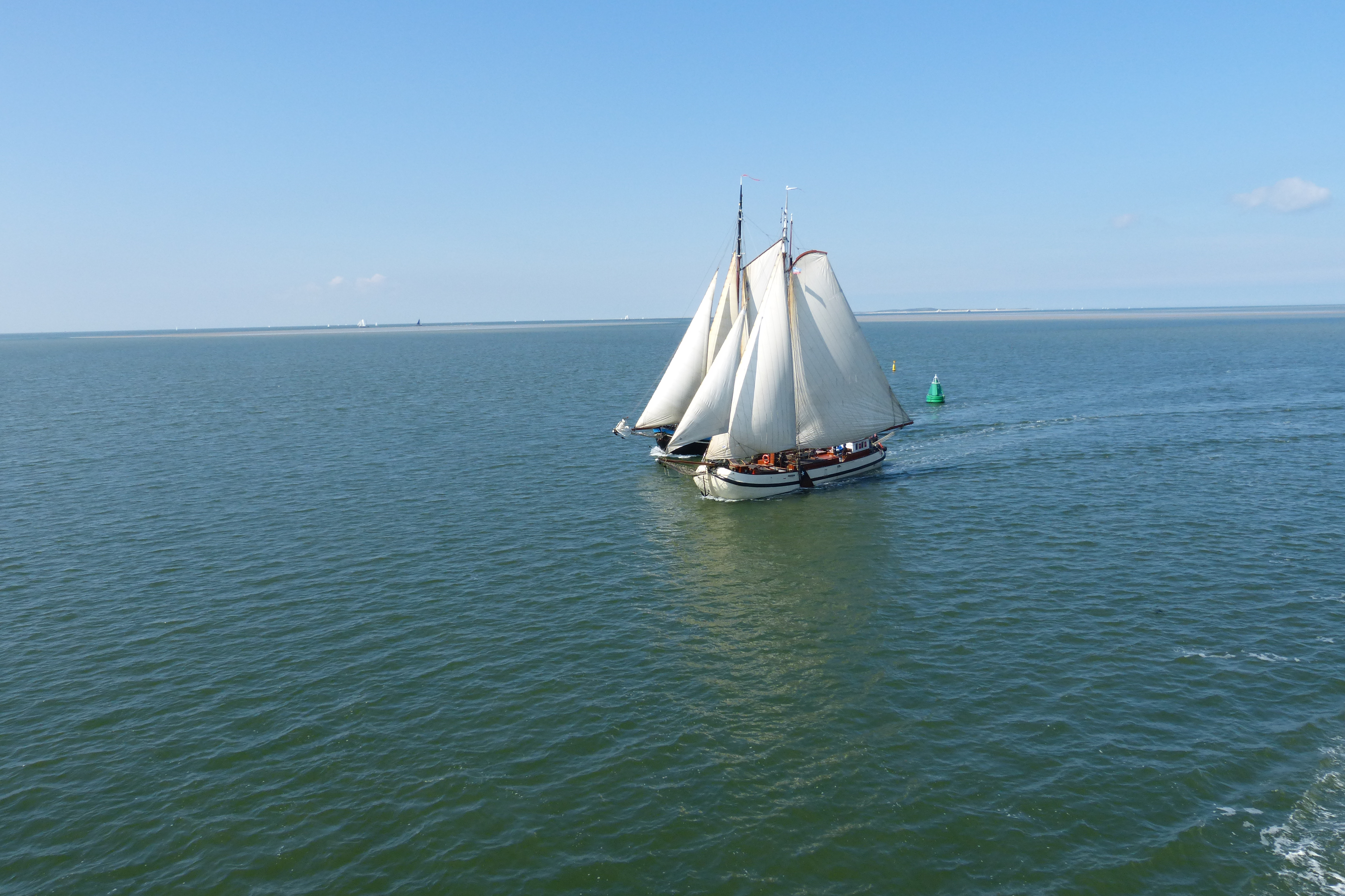 Grosegler auf dem Wattenmeer