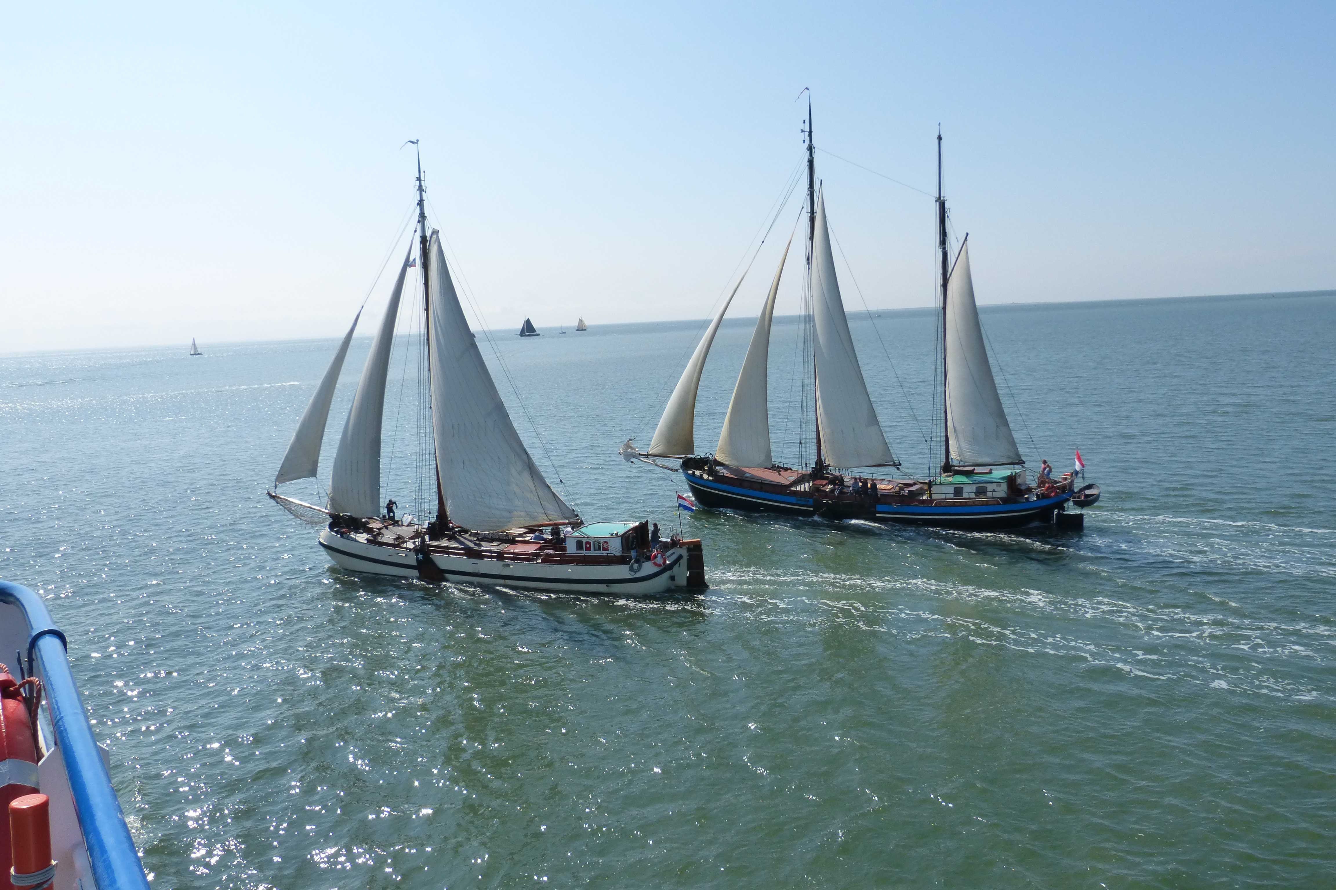 Grosegler auf dem Wattenmeer