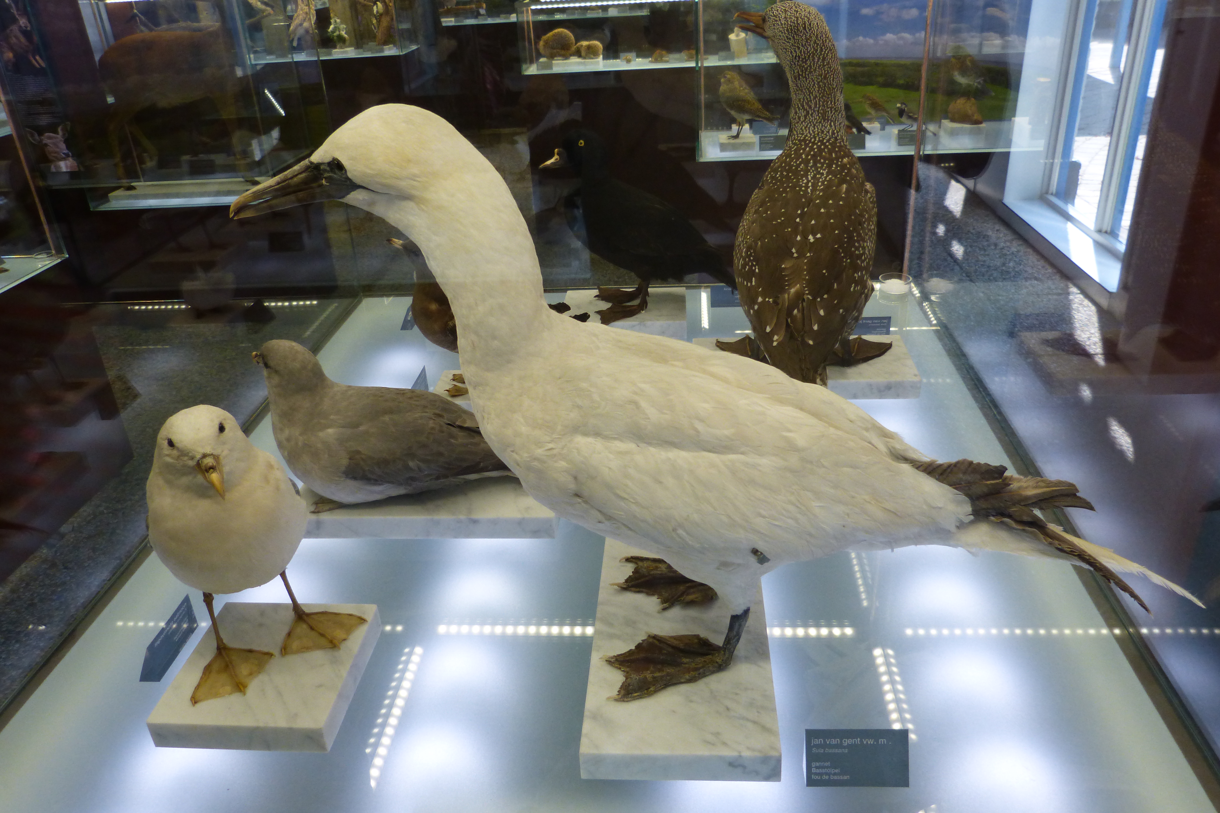 ausgestopfte Vgel im Museum